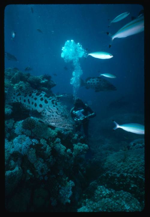 Potato cods and a diver with camera