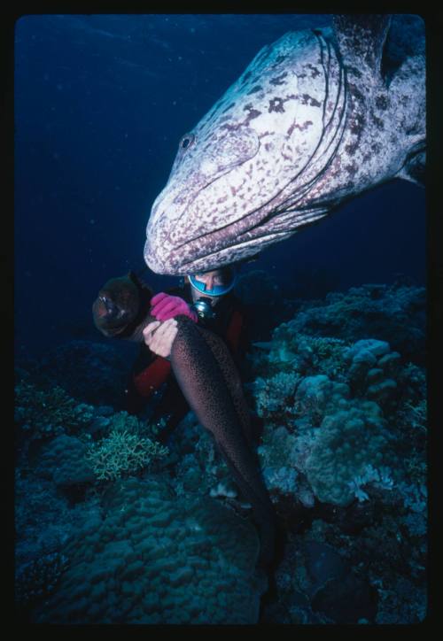 Potato cod and Valerie Taylor with hands around moray eel