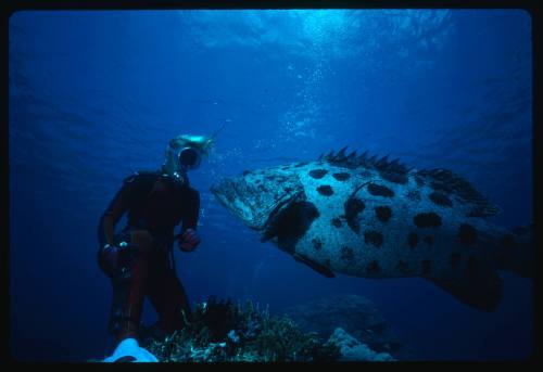 Valerie Taylor with potato cod