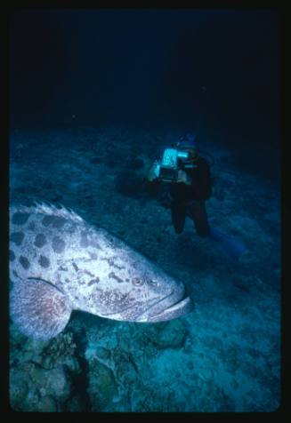 Diver with camera pointed at potato cod