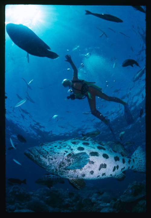 A diver swimming above potato cods