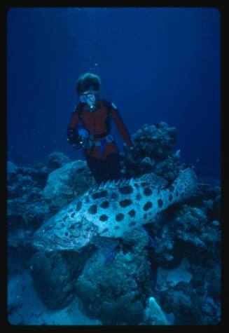 Valerie Taylor and a potato cod