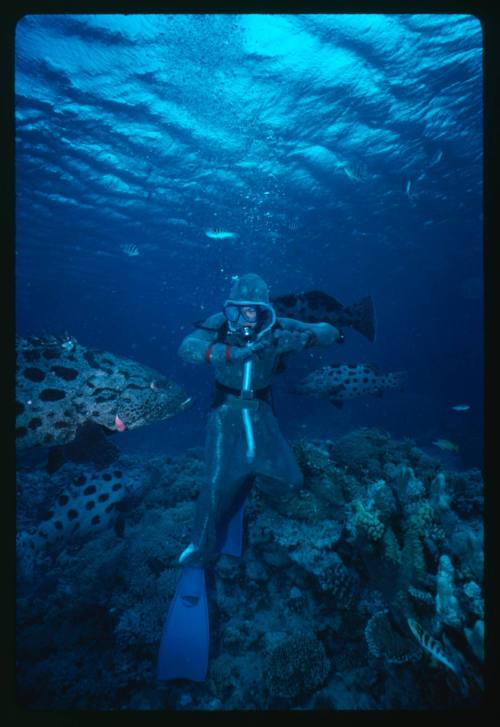 Diver in a mesh suit amongst potato cods