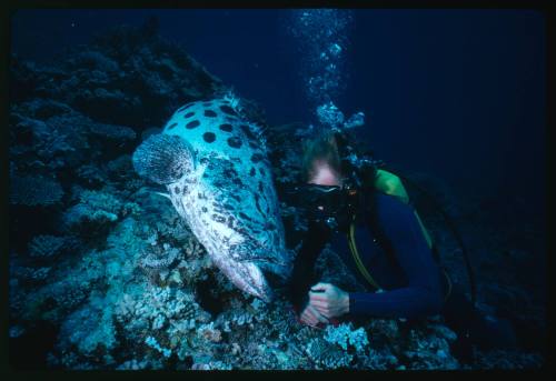 Potato cod with mouth open at hands of diver