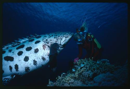 Valerie Taylor with a potato cod nearby