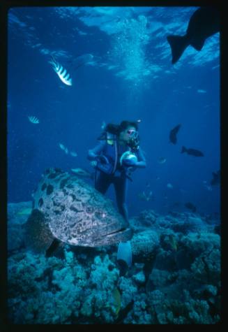 Diver with potato cod