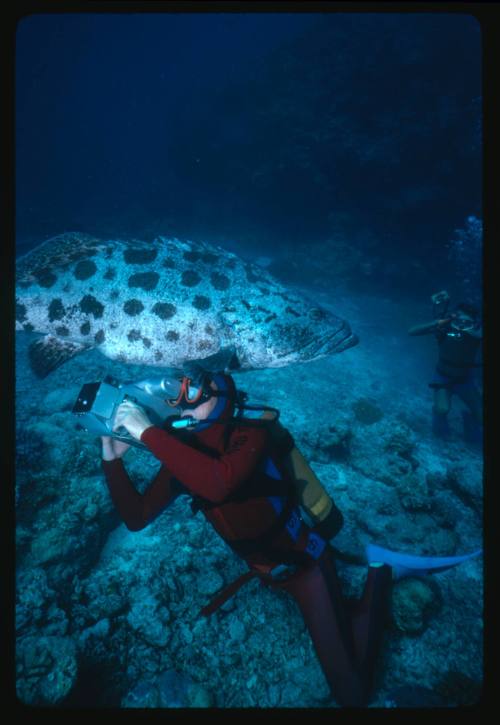 Diver with camera and a potato cod