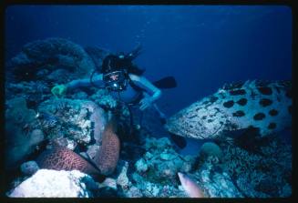 Diver with potato cod and moray eel