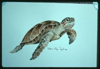 Artwork of a turtle