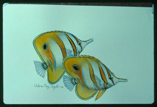 Artwork of two beaked coral fish