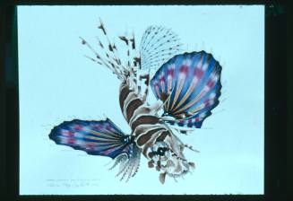 Artwork of a zebra lionfish