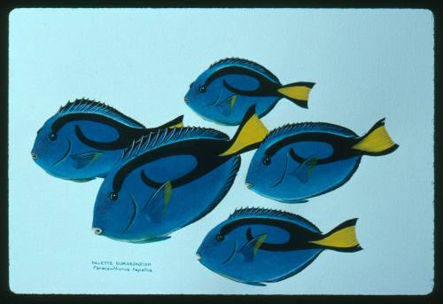 Artwork of five palette surgeonfish