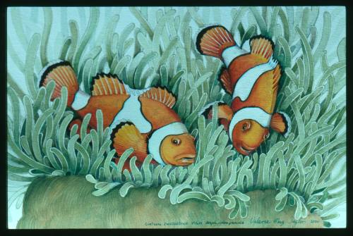 Artwork of two clownfish