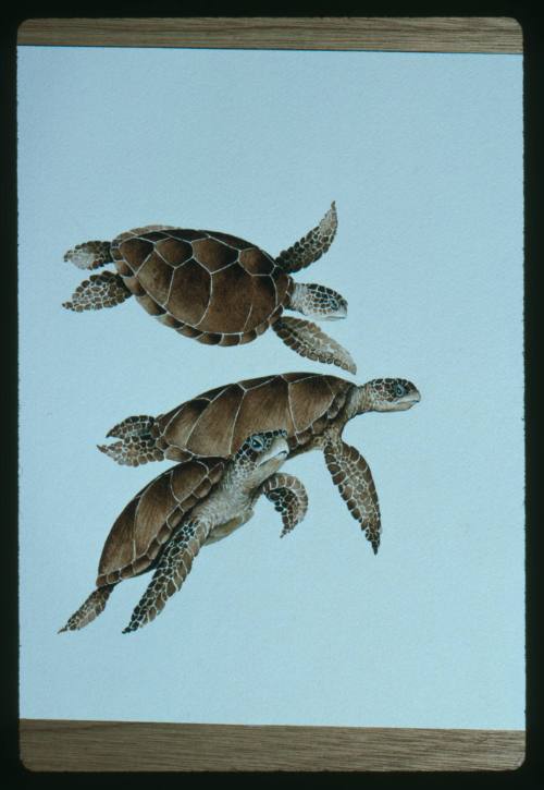 Artwork of three turtles