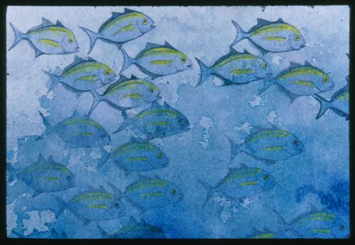 Artwork of blue fish with yellow backs