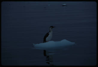 Black and white bird on a piece of floating ice