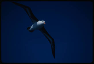Black browed albatross in flight