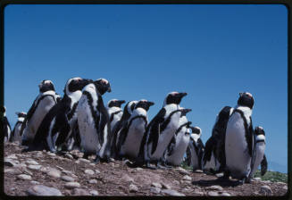 Penguins possibly African penguins