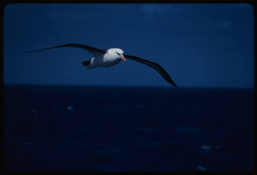 Black browed albatross flying towards the camera