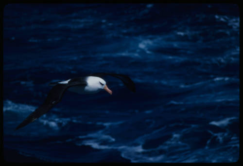 Black browed albatross flying above water