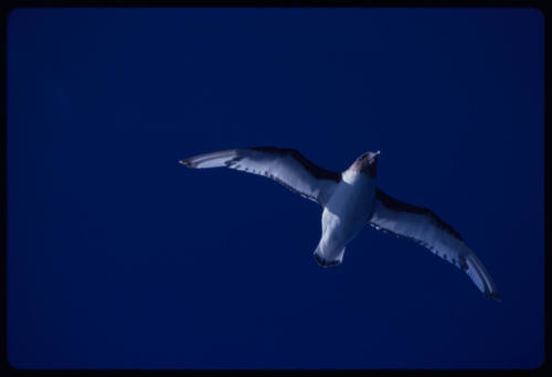 Bird in flight