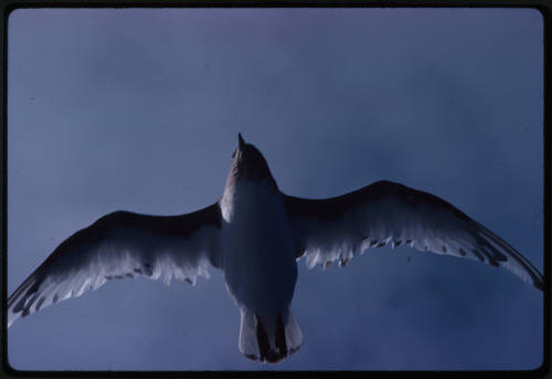 Bird in flight