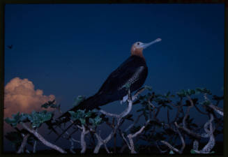 Frigatebird sitting on top of a tree or bush