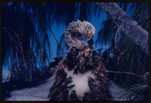 Chick of a sea eagle