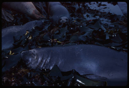 Elephant seals at Macquarie Island