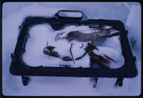 Black tray filled with snow