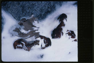 Two pairs of boots buried in snow