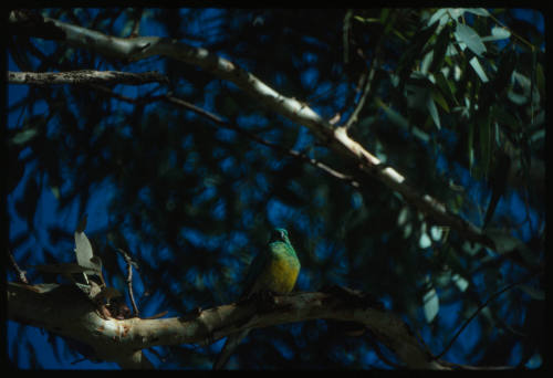 Yellow and green bird on a tree branch