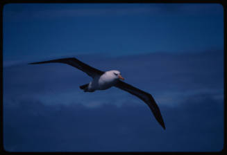 Black browed albatross in flight