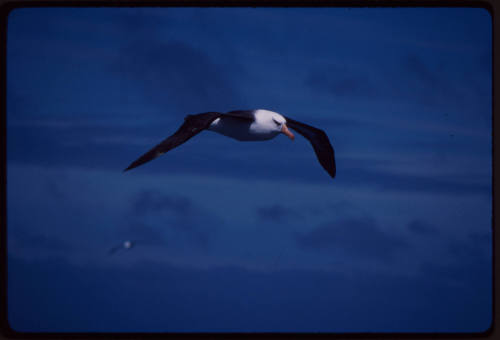 Black browed albatross in flight