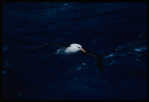 Black browed albatross in flight