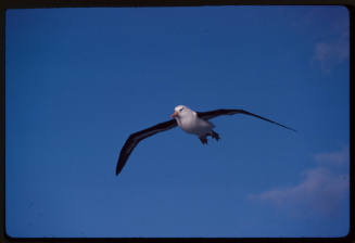 Black browed albatross in flight