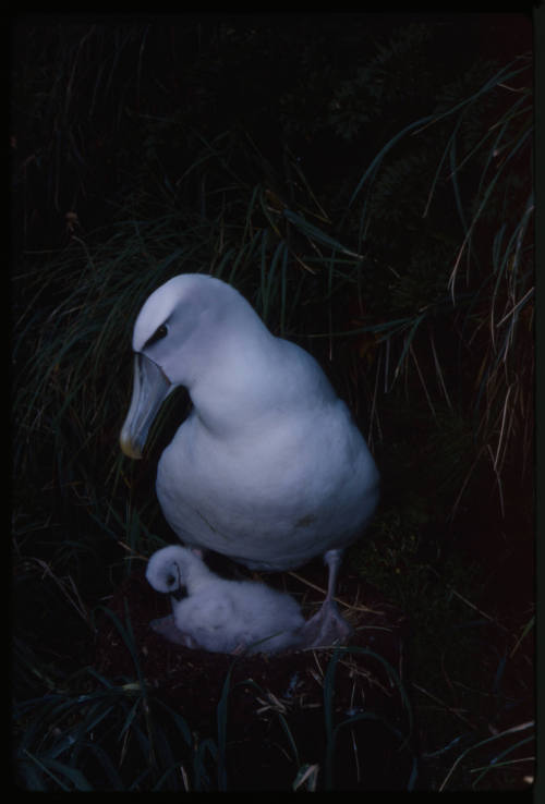 Shy albatross and its chick