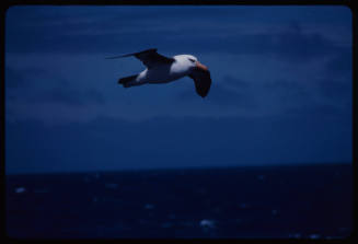 Black browed albatross in flight