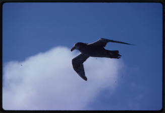 A grey bird in flight