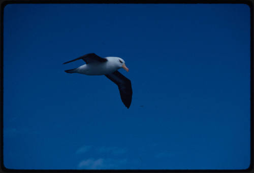 Black browed albatross in flight