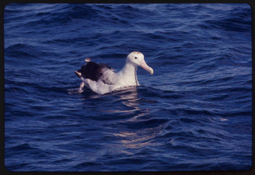 Wandering albatross swimming across water