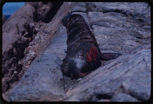 Sea lion pup on a rocky surface