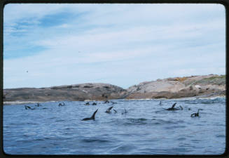 Black flippers visible above surface of water