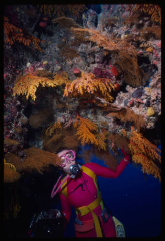 Valerie Taylor underwater with corals