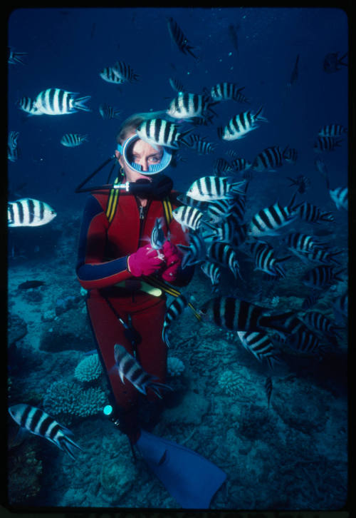 Valerie Taylor and school of sergeant major fish