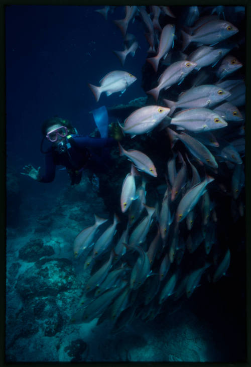 Valerie Taylor and school of fish at Heron Bommie