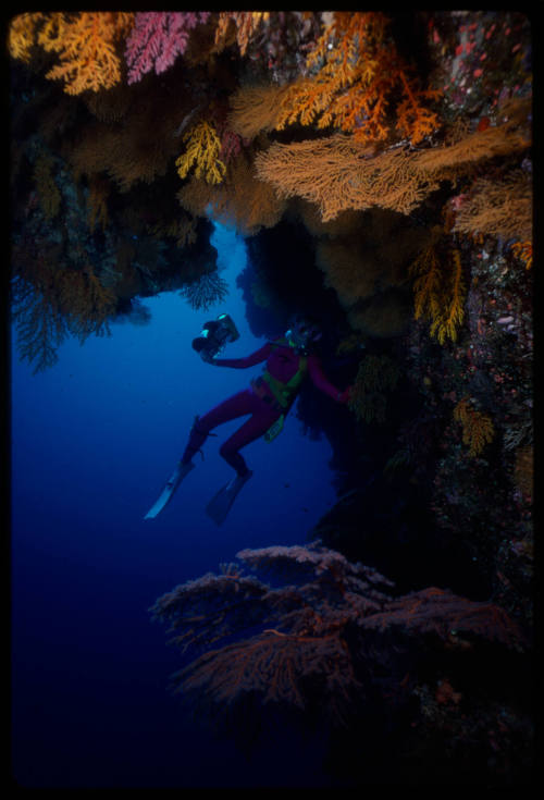 Valerie Taylor surrounded by corals