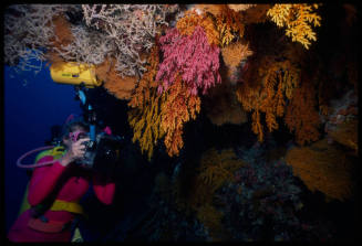 Valerie Taylor with camera pointed at corals