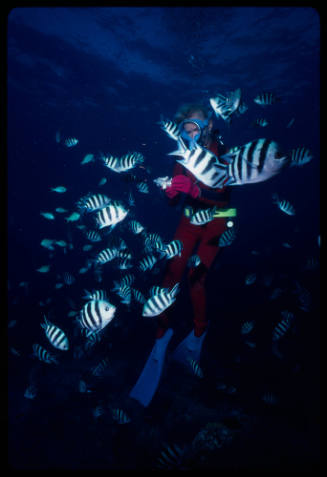 Valerie Taylor surrounded by sergeant major fish