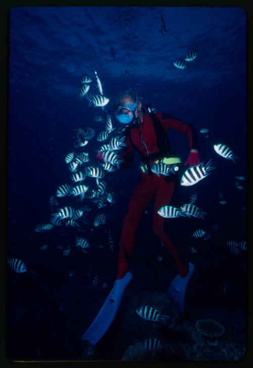 Valerie Taylor surrounded by sergeant major fish